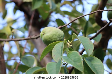 The fruit of the quince has come to fruition in summer - Shutterstock ID 2028965936