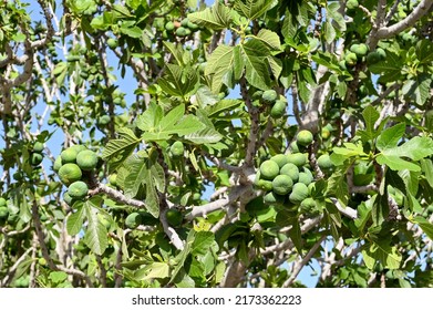 Fruit Ripening On The Branches Of A Fig Tree. No People.