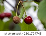 Fruit rot on red cherry. Rotten cherries on a fruit tree among healthy  berries. Cherry brown rot.