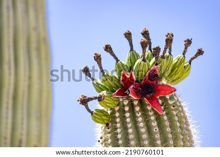 Fruit of the Saguaro Cactus