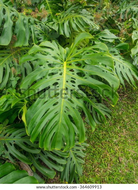 Fruit Salad Plant Monstera Deliciosa Species Royalty Free Stock