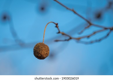 The Fruit Or Seed  Of An Americnan Sycamore Tree During Winter. Raleigh, North Carolina.