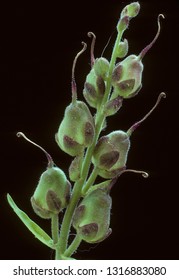 Fruit And Seed Of Snapdragon