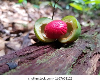 Früchte, Saatgut von Virola surinamensis, allgemein bekannt als Baboonwood, Ucuuba, Ucuhuba und Chalviande, ist eine Art von Blütenpflanzen in der Familie Myristicaceae. Amazonas Regenwald, Brasilien