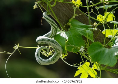 Snake Gourd Flower High Res Stock Images Shutterstock