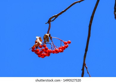 Fruit Of Sorbus Commixta In Autumn