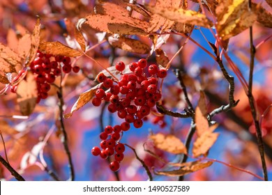 Fruit Of Sorbus Commixta In Autumn