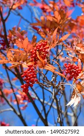 Fruit Of Sorbus Commixta In Autumn