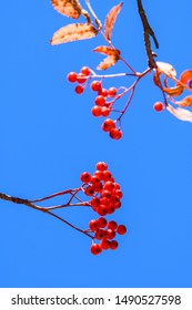 Fruit Of Sorbus Commixta In Autumn