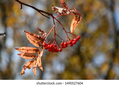 Fruit Of Sorbus Commixta In Autumn