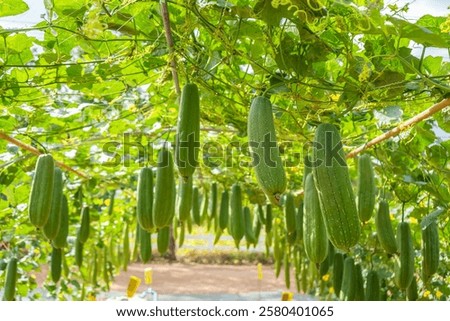 The fruit of the sponge gourd (Smooth Luffa) hangs in the dome where it is grown.