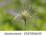 Fruit stand, Alpine pasqueflower (Pulsatilla alpina), Tyrol, Austria, Europe