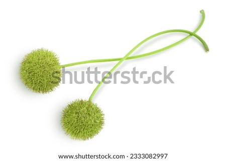 fruit of sycamore plane tree isolated on white bacground. Top view. Flat lay