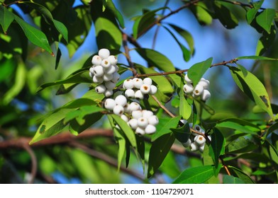 83 Syzygium gratum fruits Images, Stock Photos & Vectors | Shutterstock