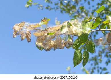 A Fruit Tree Attacked By The Caterpillar Insect. Pests Everywhere Concept. Blue Sky Background