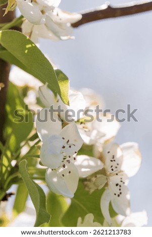 Fruit tree blossoms from close range, zoomed in with differentiated focus, swaying branches, filmed while holding the equipment in your hands from close range