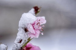 Fruit Tree Blossoms Frozen In The Snow. Early Spring