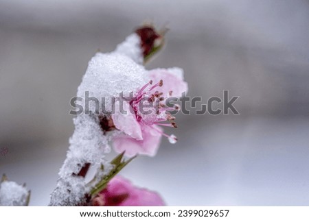Fruit tree blossoms frozen in the snow. Early spring