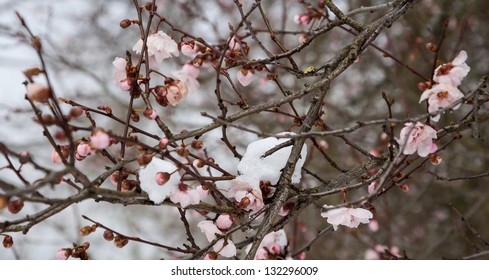 Fruit Tree Blossoms In The Snow. Sudden Winter In Spring. Selective Focus And Shallow Depth Of Field.