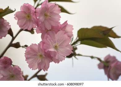 Fruit Tree Bran Ch Blossom Closeup