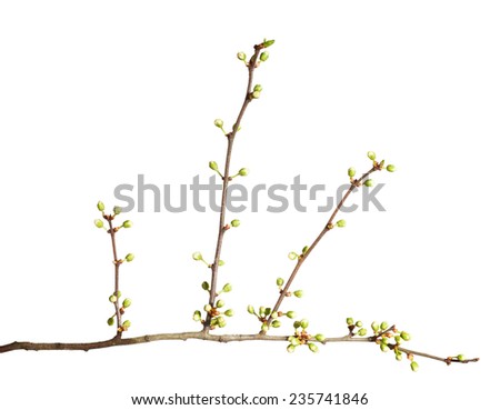 Similar – Buds sprout from the branch