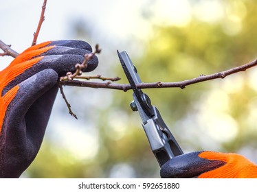 A fruit tree is cut to size