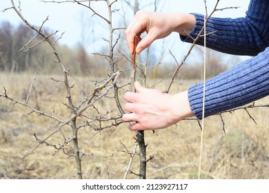 Fruit tree grafting. A close-up of connecting a grafted scion to a common pear rootstock by woman's hands.  - Shutterstock ID 2123927117