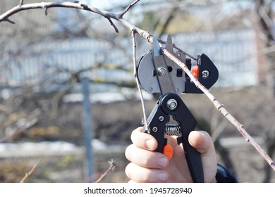Fruit tree grafting and scion selection: cutting a scion from a one year growth branch with a grafting knife.  - Shutterstock ID 1945728940