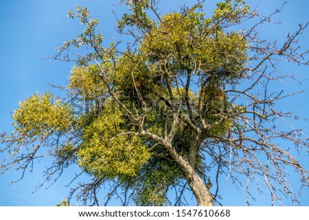 Fruit tree with mistletoe in the treetop