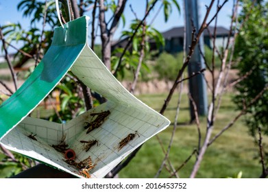 Fruit tree moth sticky trap with pheromone lure to monitor insect adult infestations