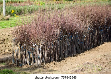 Fruit Tree Nurseries High Res Stock Images Shutterstock