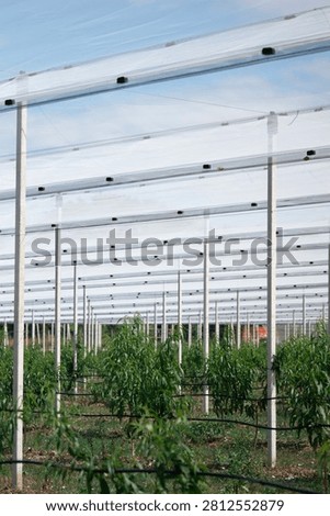 fruit tree orchard protected by anti-hail and anti-bird netting, structure for crop protection in modern farming, agriculture, cultivation, sustainable harvest, orchard management.