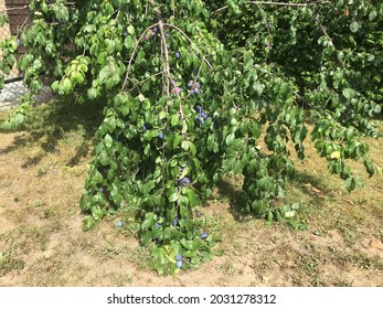 A Fruit Tree Plums Ready To Pick And Eat In Canada