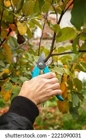 Fruit Tree Pruning. Garden Scissors. Prune Fruit Trees In A Sanitary Manner