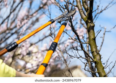 Fruit tree pruning. Garden scissors. Fruit tree pruning for sanitary reasons