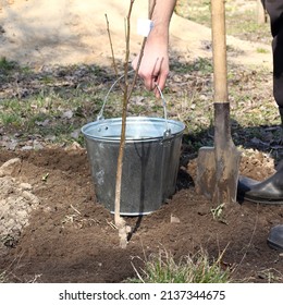 Fruit Tree Seedling Against The Background Of A Gardener's Hand With A Bucket Full Of Water And A Shovel. Watering A New Tree For The Garden