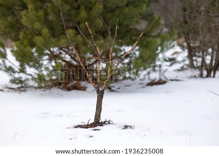 Fruit tree seedling damaged by hares. A young apple tree in a winter snow-covered garden with bark nibbled by rabbits.