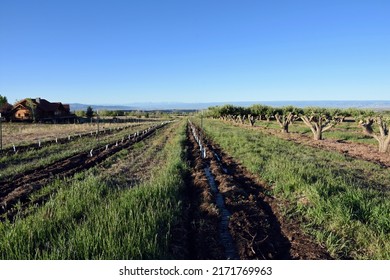 Fruit Tree Seedling At Orchard In Cedaredge, Colorado