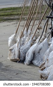 Fruit Tree Seedlings With Roots At The Farmers' Market. Sale Of Young Trees For Planting At The Farmers' Market. Bare Rooted Trees. Mulberry Seedlings With Polyethylene-wrapped Roots.