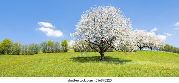 Fruit tree in white bloom. Cherry flowers. Alps meadow with wild flowers and lush spring grass. Bright clear spring sky in the month of May. Great atmosphere of awakening