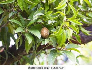 Fruit trees