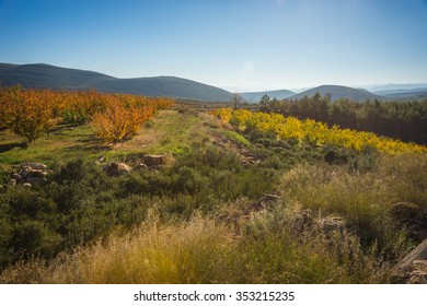 Fruit trees in autumn on a hillside in Peloponnese in Greece - Shutterstock ID 353215235