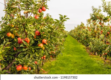 りんごの木 の画像 写真素材 ベクター画像 Shutterstock