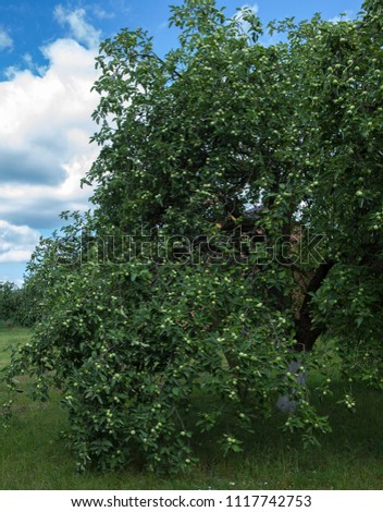 Fruit trees in an orchard. An apple tree that leans down to the bottom from apples.