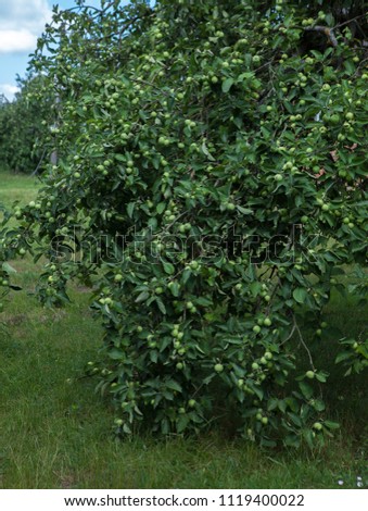 Fruit trees in an orchard. An apple tree that leans down to the bottom from apples.