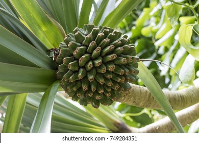 Fruit Of A  Tropical Common Screwpine