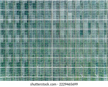 Fruit and Vegetables Grown in a Large Greenhouse Aerial View - Powered by Shutterstock