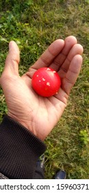 The is a fruit which is put in the palm. 