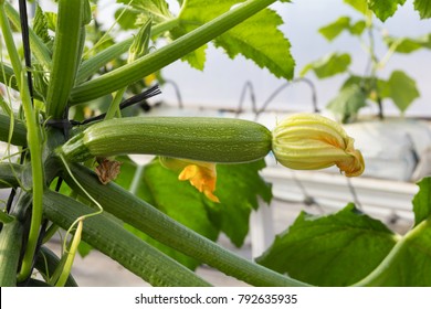 Fruit Of White Zucchini On The Plant