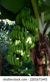 Fruit Young Immature Buah Pisang Masih Stock Photo 2201671443 ...